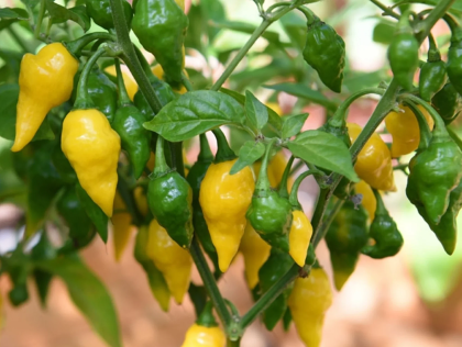 Habanero Lemon – 15 semințe