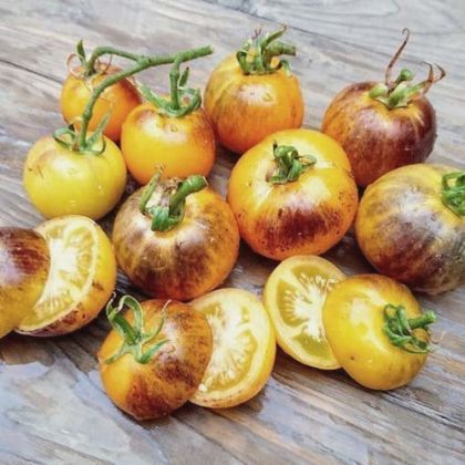 Semințe de tomate „Pansy AP” – 15 buc.
