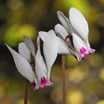 Răsad de ciclamen alb-roz (Cyclamen cyprium) - 1 plantă