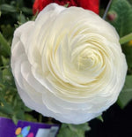 Bulbi de ranunculus alb / piciorul-cocoșului asiatic (Ranunculus asiaticus) - 10 buc.