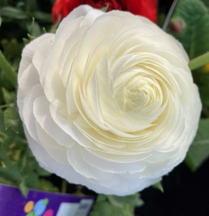 Bulbi de ranunculus alb / piciorul-cocoșului asiatic (Ranunculus asiaticus) - 10 buc.