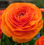 Bulbi de ranunculus portocaliu / piciorul-cocoșului asiatic (Ranunculus asiaticus) - 10 buc.