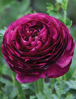 Purple Ranunculus / Persian buttercup bulbs (Ranunculus asiaticus) - 10 pcs
