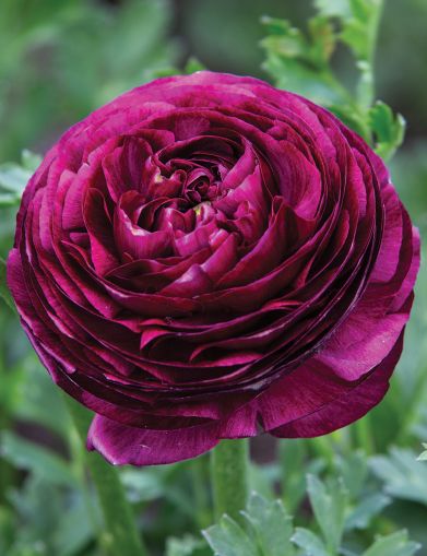 Purple Ranunculus / Persian buttercup bulbs (Ranunculus asiaticus) - 10 pcs