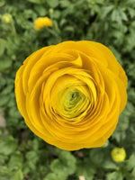 Bulbi de ranunculus galben / piciorul-cocoșului asiatic (Ranunculus asiaticus) - 10 buc.