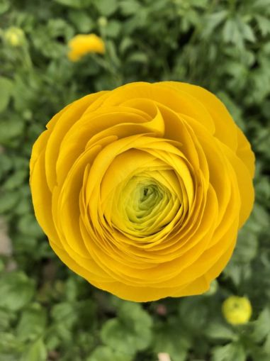 Bulbi de ranunculus galben / piciorul-cocoșului asiatic (Ranunculus asiaticus) - 10 buc.