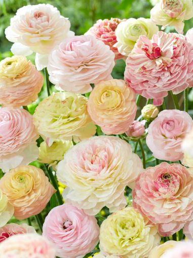 "Pastel" Ranunculus / Persian Buttercup bulb mix (Ranunculus asiaticus) - 10 pcs