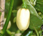 Habanero White / White Molly – 15 semințe