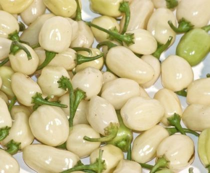 Habanero White / White Molly – 15 semințe
