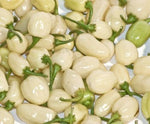 Habanero White / White Molly – 15 semințe