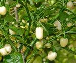 Habanero White / White Molly – 15 semințe