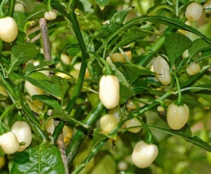 Habanero White / White Molly – 15 semințe