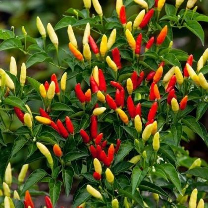 Tabasco Red - 10 buc. semințe