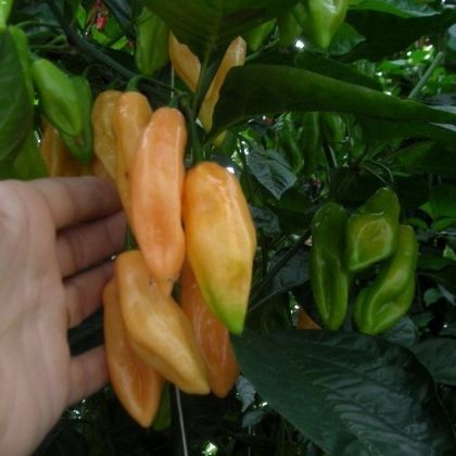Salmon - 10 pcs seeds