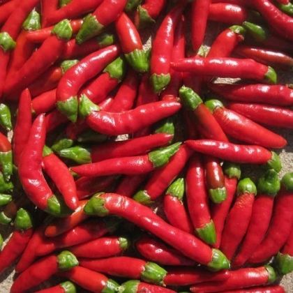 Hot Demon Red - 10 buc. semințe