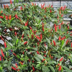 Hot Demon Red - 10 buc. semințe