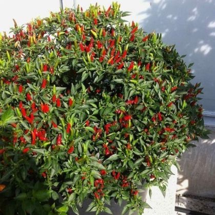 Hot Demon Red - 10 buc. semințe