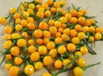 Ахи Чарапита (Aji Charapita) - 15 бр. семена