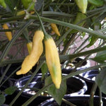 Aji Pineapple – 15 semințe