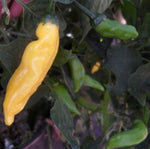 Aji Pineapple – 15 semințe