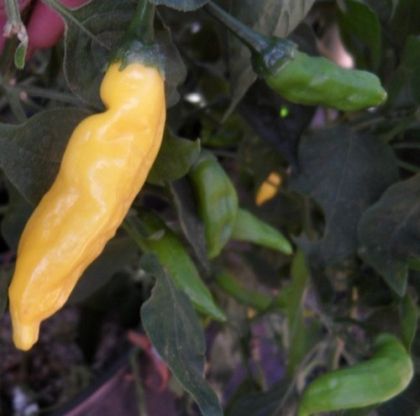 Aji Pineapple – 15 semințe