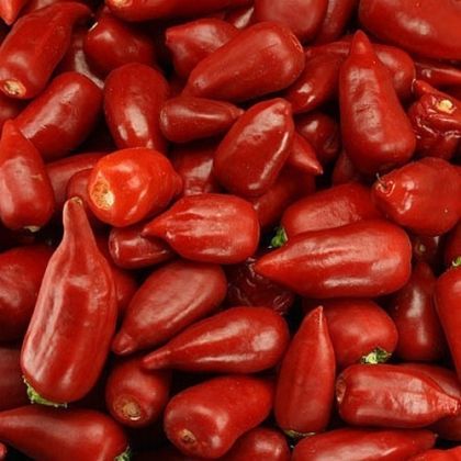 Aji Benito (Aji Benito) - 15 buc. semințe