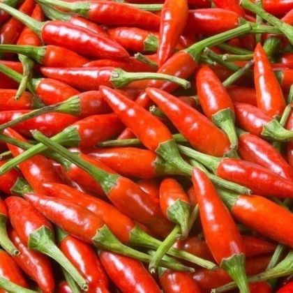 Tabasco Red - 10 buc. semințe
