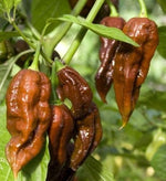 Habanero Ciocolată (Habanero Chocolate) - 10 buc. semințe