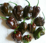 Habanero Ciocolată (Habanero Chocolate) - 10 buc. semințe