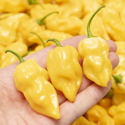 Habanero Lemon – 15 semințe