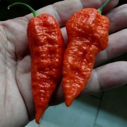Leviathan Gnarly Scorpion Pepper Seeds - 10 pcs
