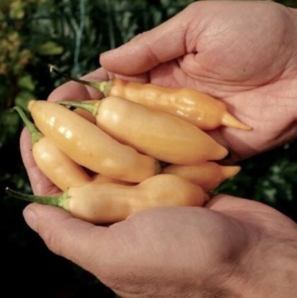 Sugar Rush Peach Pepper Seeds, 25 Seeds
