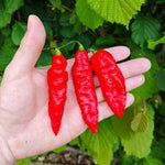 Bhut Jolokia – 10 semințe