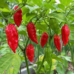 Bhut Jolokia – 10 semințe