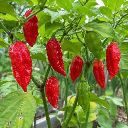 Bhut Jolokia – 10 semințe