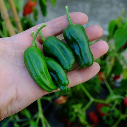 Padron (Padron) - 25 buc. semințe
