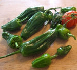 Padron (Padron) - 25 buc. semințe
