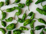 Padron (Padron) - 25 buc. semințe