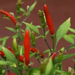 Hot Demon Red - 10 buc. semințe