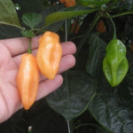 Salmon - 10 pcs seeds