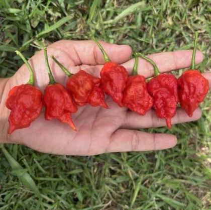 Trinidad Scorpion Moruga Blend - 5 buc. semințe