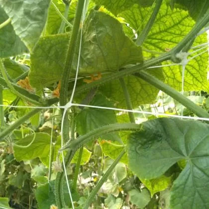 Plasă profesională pentru susținerea plantelor cățărătoare, 2.04 m x 1000 m