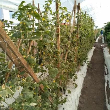 Plasă profesională pentru susținerea plantelor cățărătoare, 2.04 m x 1000 m