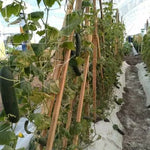 Plasă profesională pentru susținerea plantelor cățărătoare, 2.04 m x 1000 m