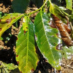 Prot-Eco Copperprot 100 ml – corector pentru deficit de cupru + protecție fungicidă/bactericidă