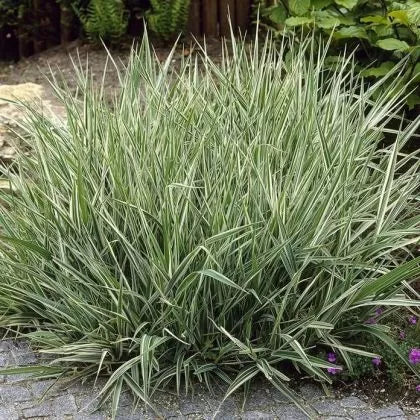 Семена от Фаларис (Phalaris arundinacea) за 1000 растения 5 гр.