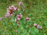 Oregano - 3750 buc. (±) / 0.5 g semințe