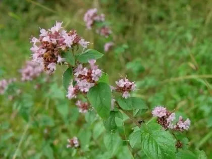 Oregano - 3750 buc. (±) / 0.5 g semințe