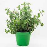 Oregano - 3750 buc. (±) / 0.5 g semințe