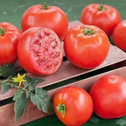 Saraev M-22 – tomată, 15 semințe